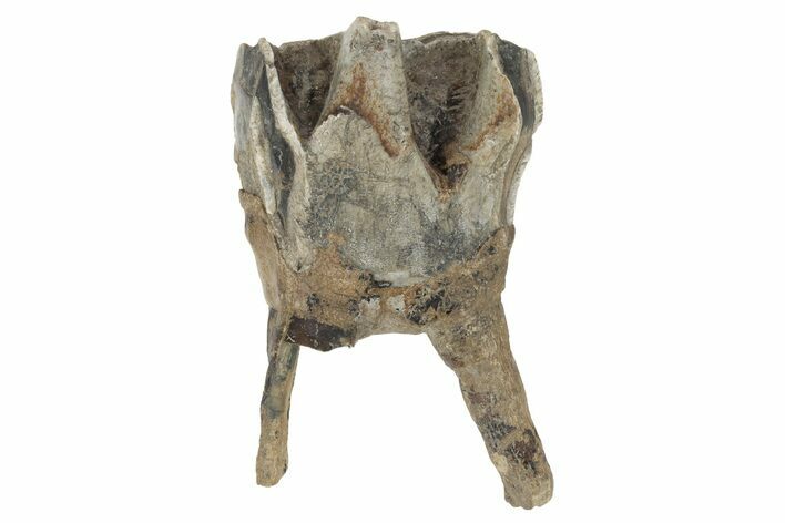 Fossil Woolly Rhino (Coelodonta) Tooth - Siberia #231051